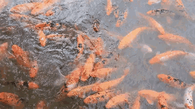 a large group of fish are swimming in a pond