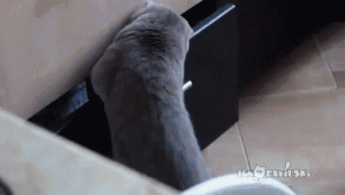 Cat Caught Red Handed - Caught GIF - Caught Cat Pet GIFs