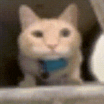 a close up of a cat with a blue collar