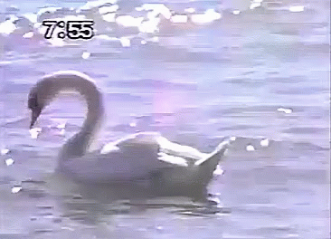 Swans Swim GIF - Swans Swim Lake GIFs