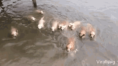 a group of dogs are swimming in a body of water with the words viralhog written on the bottom