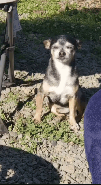 a small dog with its eyes closed sitting on the ground