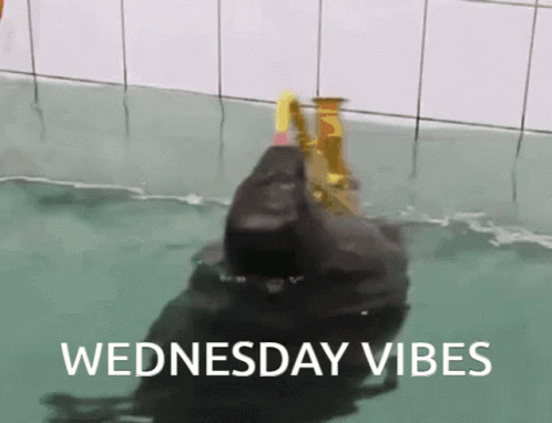 Seal Spin GIF - Seal Spin Sax GIFs