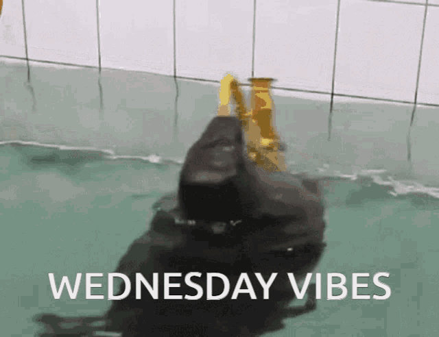 a picture of a duck in the water with the words wednesday vibes below it