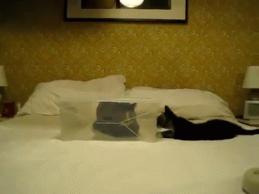 Cat In And Out Of The Box GIF - Cats Boxes Schrodinger GIFs