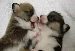 Puppy Kiss GIF - Puppy Kiss Dog GIFs