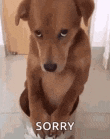 a brown dog is sitting on the floor with its paws on a piece of paper .