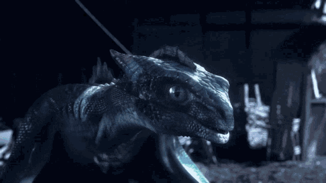 a lizard with a very long tail is looking at the camera