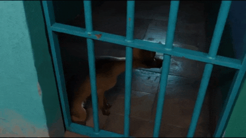 a dog is behind bars in a jail cell looking out