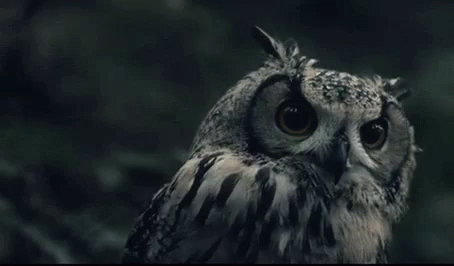 Owl What GIF - Owl What Shocked GIFs