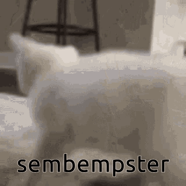 Sembempster Selmbester GIF - Sembempster Selmbester Keys Cat GIFs