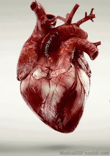 Beating Heart Heartbeat GIF - Beating Heart Heartbeat Heart GIFs