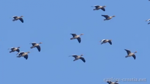 Birds Animal GIF - Birds Animal Greylag Goose GIFs
