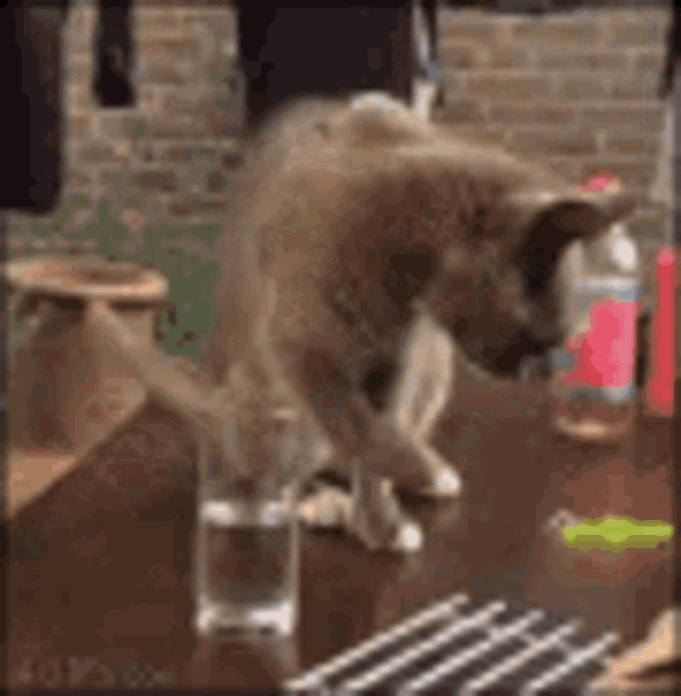 Cat You GIF - Cat You Stink GIFs