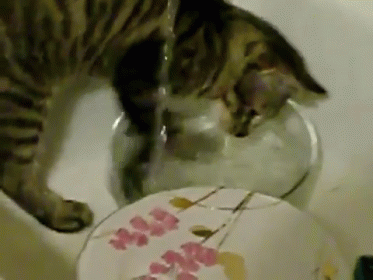 Nightly Chores GIF - Cats Kittens Water GIFs