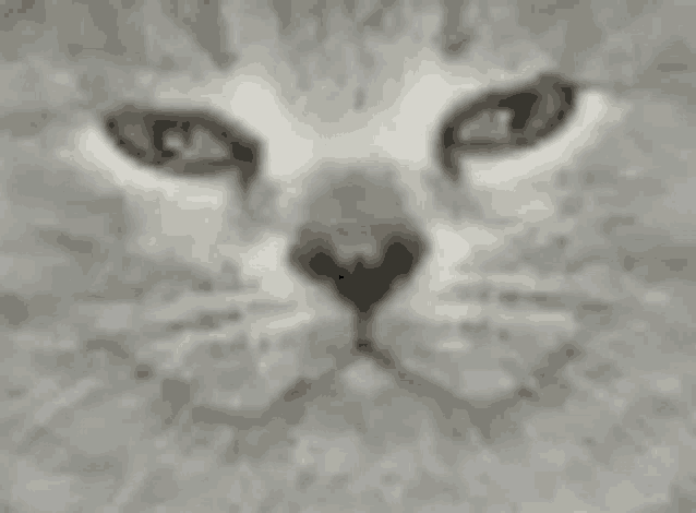 a close up of a cat 's face with its eyes closed .