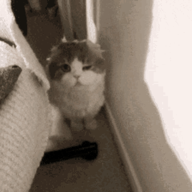 a brown and white cat is sitting in a hallway