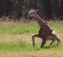 Legday After GIF - Legday After Baby Giraffe GIFs