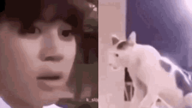 a close up of a person 's face next to a close up of a cat 's face .