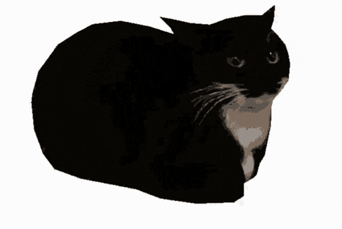 a black and white cat laying down on a white surface