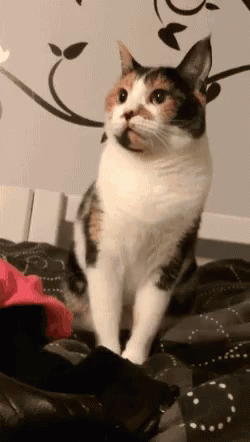 No Middle Finger GIF - No Middle Finger Cat GIFs