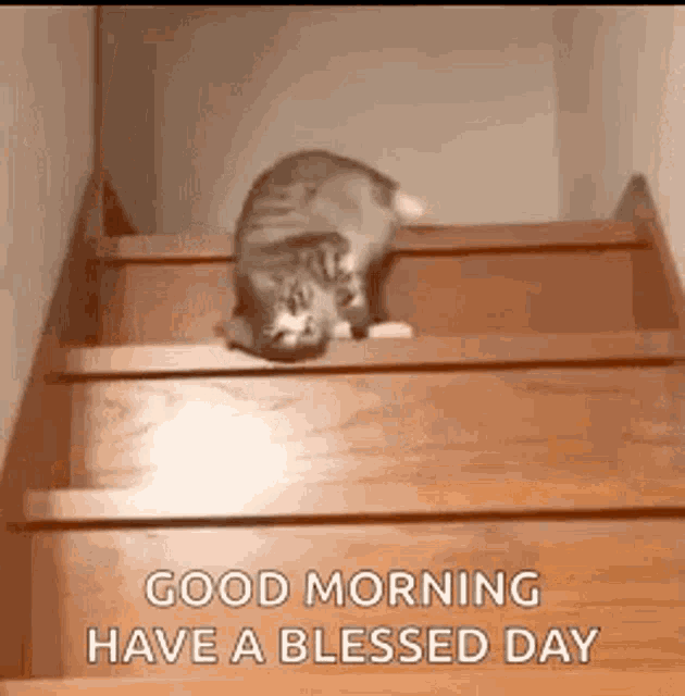 Lazy Cat GIF - Lazy Cat Stairs GIFs