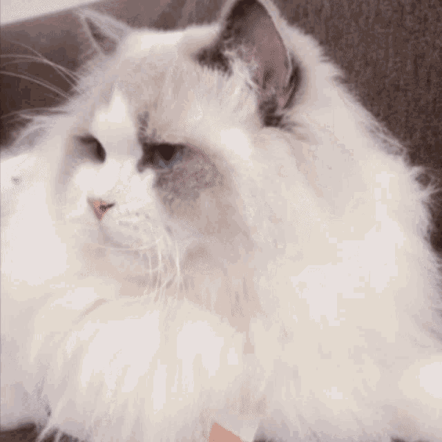 a white cat with blue eyes is laying on a brown couch