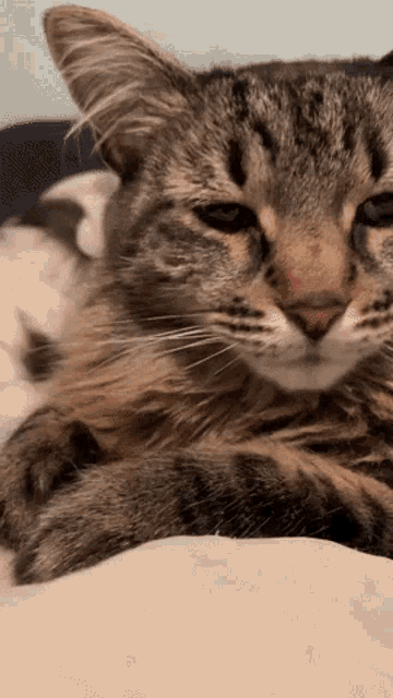Sleepyhoneycat Yawning GIF - Sleepyhoneycat Yawning Cat GIFs