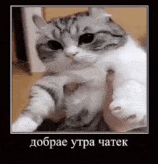 a cat is being held in a person 's hand .