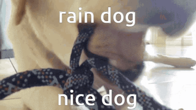 a picture of a dog with the words rain dog nice dog written on it
