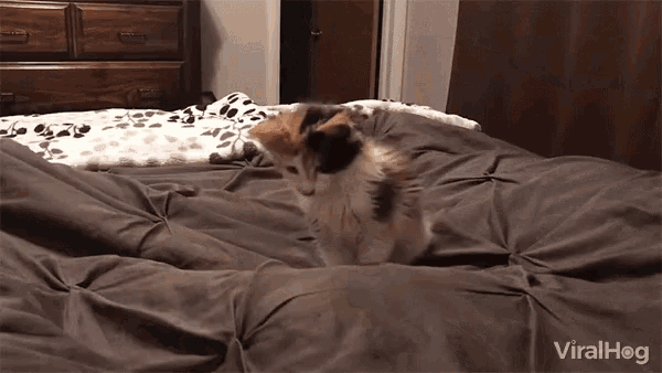 Viralhog Cat GIF - Viralhog Cat Pounce GIFs