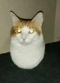 a white and brown cat with yellow eyes sitting on a black carpet