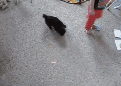 Lasers Attract All GIF - Laser Chase Cat GIFs