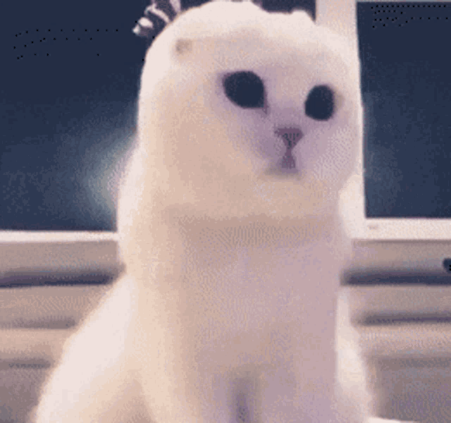 Cat Looking GIF - Cat Looking Looking Around GIFs