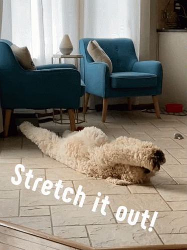 Goldendoodle Stretching GIF - Goldendoodle Stretching Dog GIFs