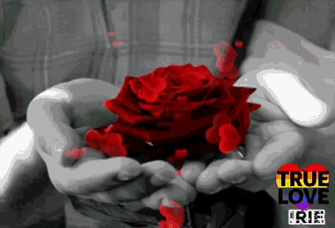 a person holding a red rose in their hands with the words true love rie on the bottom right