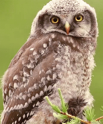 сова подмигнула GIF - Owl Wink GIFs