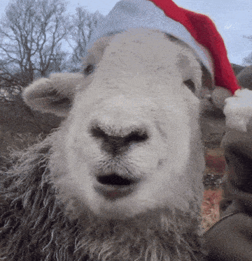 a close up of a sheep wearing a red santa hat