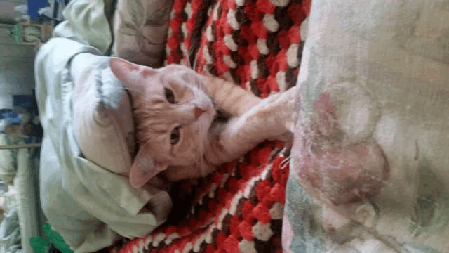 a cat is laying on a bed with a blanket on top of it