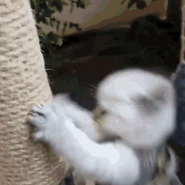 a white cat is playing with a scratching post .