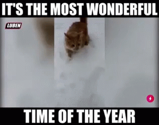 Most Wonderful Time Of The Year Xmas Jokes GIF - Most Wonderful Time Of The Year Xmas Jokes Funny Animals GIFs