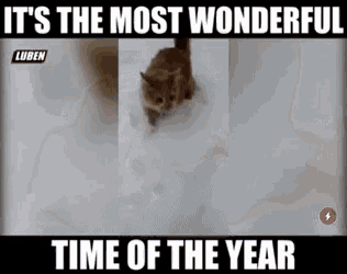 a cat is walking in the snow with the words it 's the most wonderful time of the year