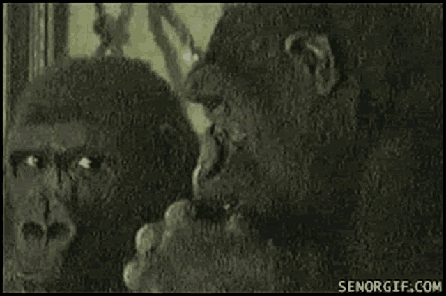a black and white photo of a gorilla looking at a man 's face