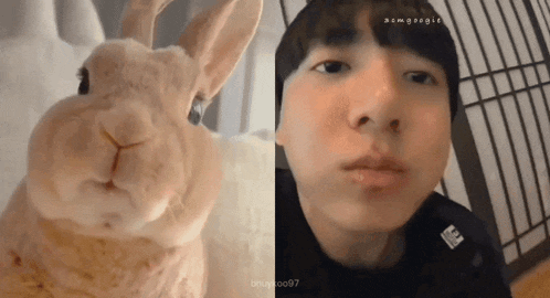 a close up of a rabbit next to a close up of a man 's face .