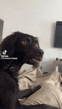 a dog is sitting on a person 's lap and a tik tok video is being uploaded