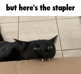 But Here'S The Stapler Cat Meme GIF