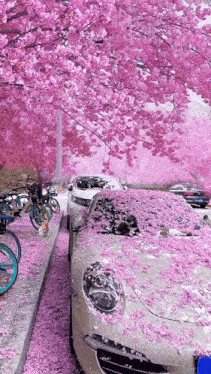 a car covered in pink flowers is parked under a cherry blossom tree .