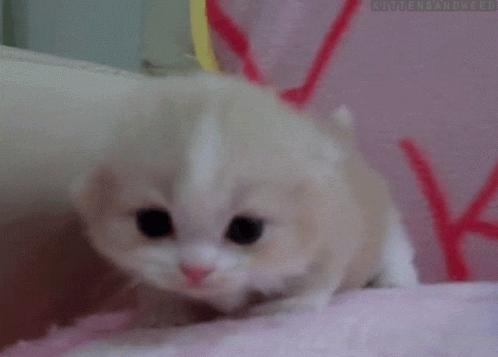 Cat Kitten GIF - Cat Kitten Meow GIFs