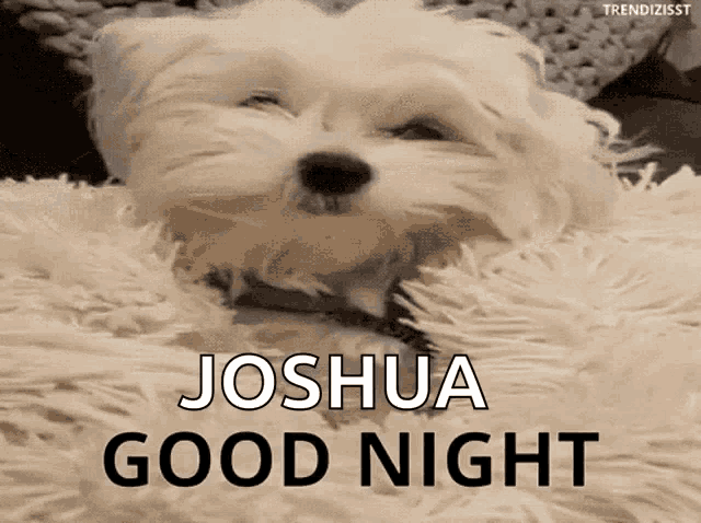 a small white dog laying on a blanket with the words joshua good night