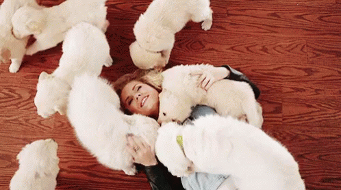 Puppy Party GIF